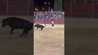 Salto de espaldas al toro en Pozuelo de Alarcón Chiquitín shorts [upl. by Barbra]