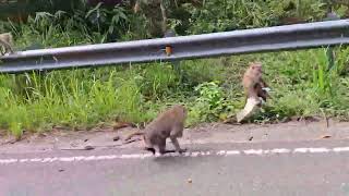 Monkeys of Bokor Mountain Cambodia [upl. by Rosina525]