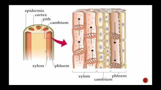 Plant Structure Including Xylem and Phloem [upl. by Ayatnwahs]