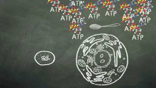 Mitochondria Structure amp Functions [upl. by Asiulana792]