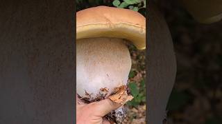 Майже 1кг карпати грибы mushroom fungi nature foraging mountains survival ліс food [upl. by Enelahs]