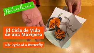 El Ciclo de Vida de una Mariposa Life Cycle of a Butterfly [upl. by Broddie]