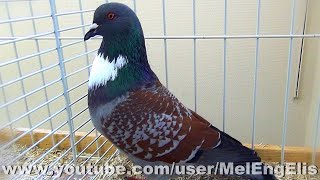 Best of Cauchois  French Pigeon breed from Normandy  Französische Taubenrasse aus der Normandie [upl. by Asennav117]