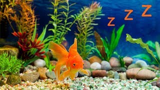 🐠 Baby Lullaby and Freshwater Aquarium ❤️ Bedtime Lullabies [upl. by Bergren]