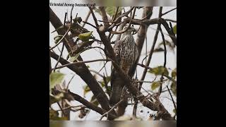 oriental honey Buzzard call [upl. by Grose226]