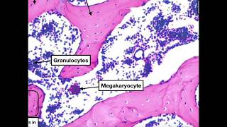 Major Parts of Long Bones  Compact amp Spongy Bone Histology [upl. by Emelen909]