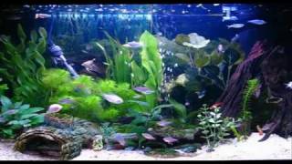 Amazing Aquarium HD Screensaver [upl. by Akalam]