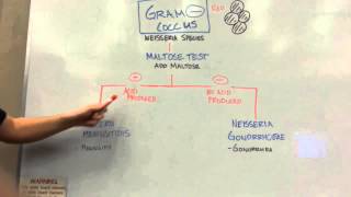 How to distinguish GRAM NEGATIVE COCCI [upl. by Ysnap]