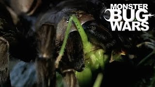 When Katydids Get Absolutely Mulched  MONSTER BUG WARS [upl. by Mcclain]