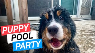 Bernese Mountain Dog Puppy Pool Party So much fluff [upl. by Joelly]