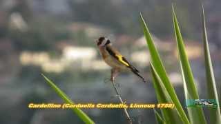 Cardellino Canta HD [upl. by Amando]