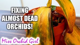 Saving Phalaenopsis Orchid with Root Rot  Orchid Care for Beginners [upl. by Boarer]