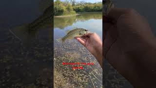 The bass bite is starting to pick up fishing bassfishing shortsvideo [upl. by Aluin538]