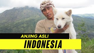 Mengenal 4 Anjing Ras Asli Indonesia [upl. by Arawaj]