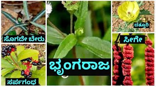 Plants names in kannada language Part 1 [upl. by Naihs]