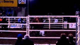 Bronco Busting at Rockhampton Rodeo [upl. by Jen]