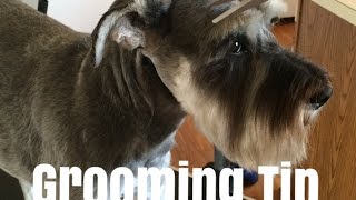 Schnauzer Grooming Tip 9  Nose amp Eyes  SchnauzerMom [upl. by Dorette630]