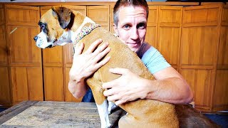 16 AllNatural Remedies To Soothe Your Dogs Itchy Skin [upl. by Joice]