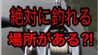 【倉敷川】絶対に釣れる場所がある⁈【モンスター】 [upl. by Htidirrem]