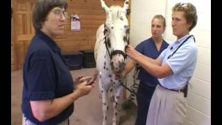 Respiratory System Physical Examination of the Horse [upl. by Boone]