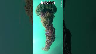 Animals that Breath Smell without a Nose animals spider frog jellyfish scaryviedo scary [upl. by Oicafinob]