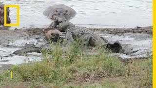 Hippopotames contre crocodiles [upl. by Nairrod]