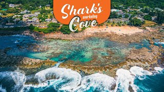 SHARKS COVE  One of the Best Snorkeling Spots in Oahu  HAWAII PT4 [upl. by Merat974]