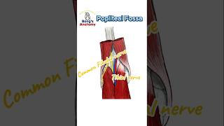 4C Popliteal fossa anatomy illustration drawing art bones study students knee hamstrings [upl. by Aden]