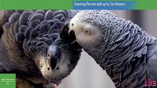 Swearing Parrots split up by Zoo Keepers After Egging Each Other on to Cuss [upl. by Wilfred]