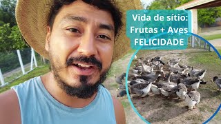 Vlog 182  Frutas  Aves  Vida  Okiama No Sítio [upl. by Brew305]