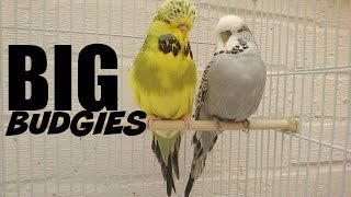 Big Budgies [upl. by Sadnac878]