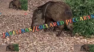 JavelinasCollared Peccarys searches for foodanimals [upl. by Coke]