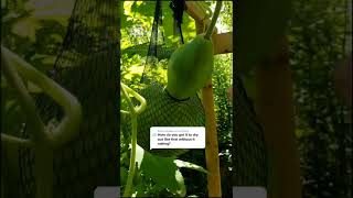 How to dry a gourd without it rotting [upl. by Hsan493]