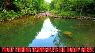 Trout Fishing Tennessees Big Soddy Creek [upl. by Eetse153]