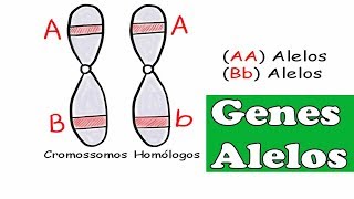 Genes Alelos conceitos de homozigoto heterozigoto dominante e recessivo [upl. by Marietta579]