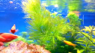 Myriophyllum elatinoides [upl. by Esimorp382]