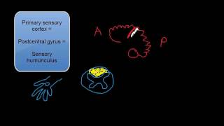 Dorsal Column Testing Multimodal Sensation Testing [upl. by Aurelio]