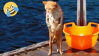 Funniest Animals 😄 New Funny Cats and Videos 2024 😹🐶 1296 [upl. by Howey327]