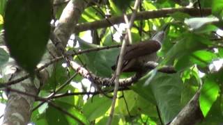 Banded Bay Cuckoo [upl. by Arihk]