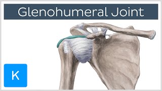 Glenohumeral Shoulder Joint  Definition  Human Anatomy  Kenhub [upl. by Sherrill]