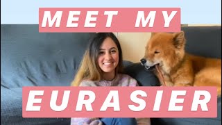 Introduction to Eurasiers Eurasier 101 [upl. by Rollie]