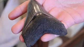 How to Dig Up Shark Teeth Fossils in Venice Florida [upl. by Arretak]