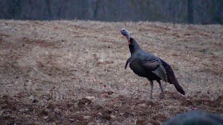 Fall Shotgun Season Turkey Hunt in Western Kentucky [upl. by Nivanod]