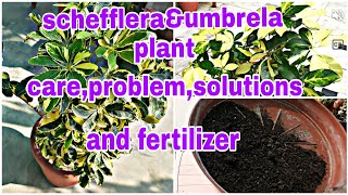 schefflera plant careornamental How to grow schefflera plant for cuttingumbrella plants propag [upl. by Xineohp]