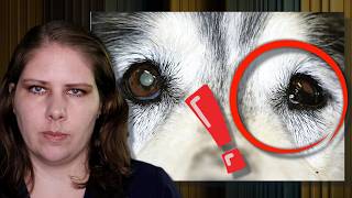 Horners Syndrome What Every Pet Owner Should Know  Vets Voice [upl. by Yrrah164]