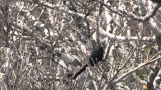 Groovebilled Ani garrapatero pijuy Crotophaga sulcirostris [upl. by Currier]