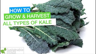 How to Grow amp Harvest all Types of Kale [upl. by Bravar]