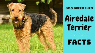 Airedale terrier dog breed All breed characteristics and facts about Airedale terrier [upl. by Ppik]