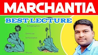 Marchantia best lecture  Bryophyta Marchantia  External amp Internal structure of marchantia [upl. by Leryt655]