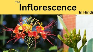 What is inflorescence Racemose and Cymose How flowers are formed on branches [upl. by Betteann]